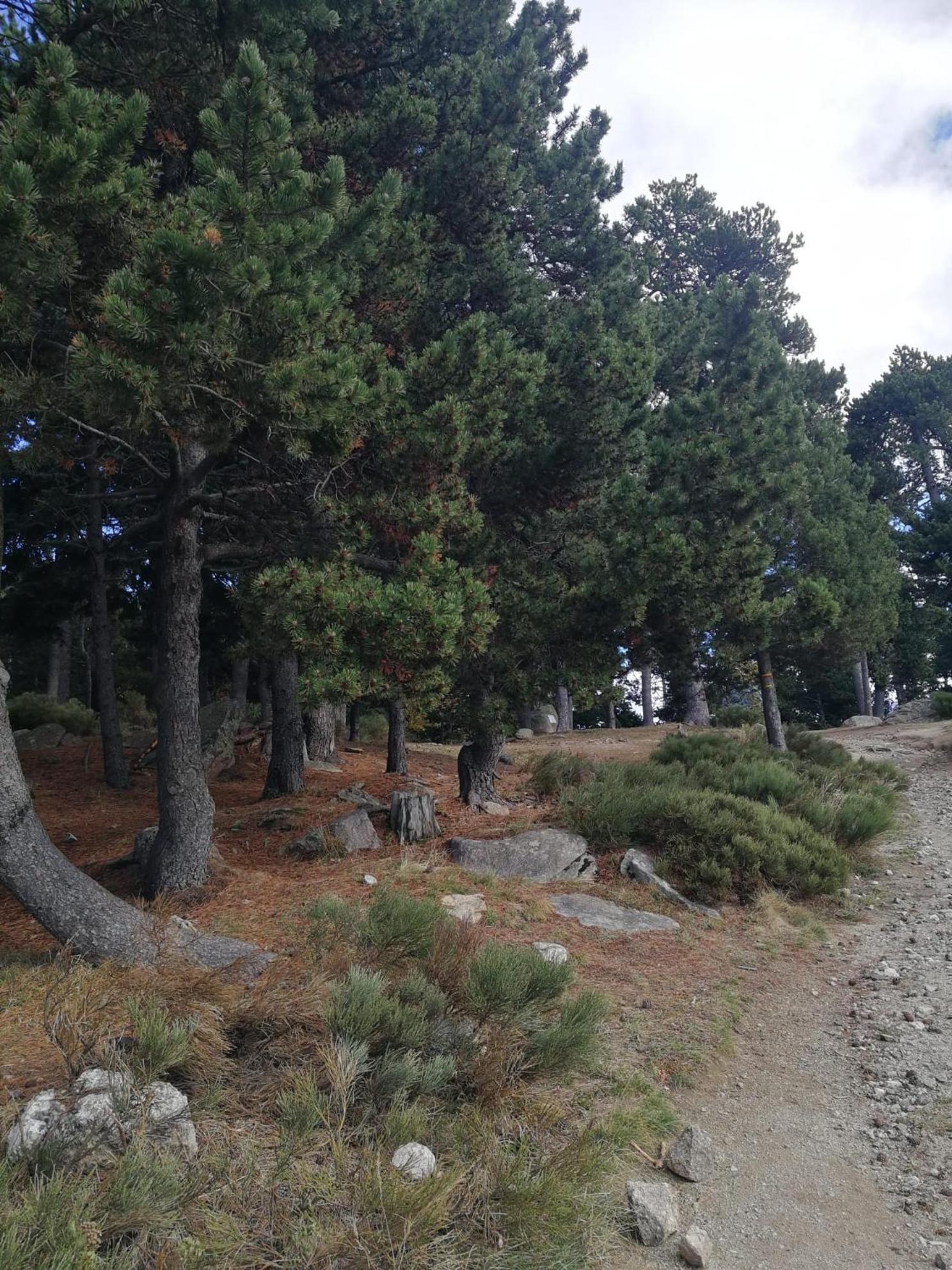 Pyrenees Catalanes Tres Joli Appartement 300M Telecabines Font-Romeu-Odeillo-Via ภายนอก รูปภาพ